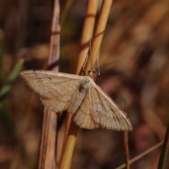 Scopula rubraria (Plantain Moth) at O'Connor, ACT - 10 Jan 2023 by ConBoekel