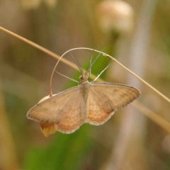 Scopula rubraria (Plantain Moth) at O'Connor, ACT - 10 Jan 2023 by ConBoekel