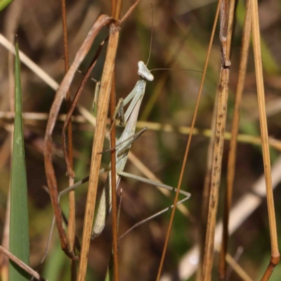 Unidentified Praying mantis (Mantodea) at O'Connor, ACT - 10 Jan 2023 by ConBoekel