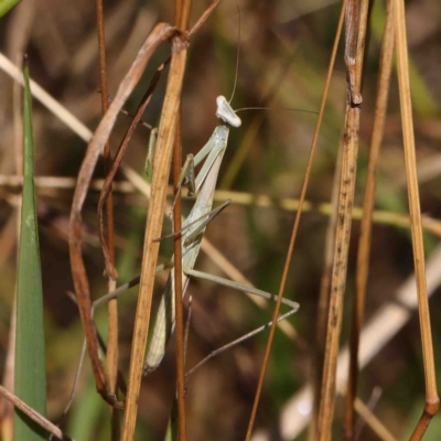 Mantidae (family) adult or nymph at O'Connor, ACT - 11 Jan 2023 by ConBoekel