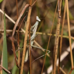 Unidentified Praying mantis (Mantodea) (TBC) at O'Connor, ACT - 10 Jan 2023 by ConBoekel