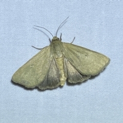 Heliocheilus (genus) (Heliothine moths) at Jerrabomberra, NSW - 15 Jan 2023 by SteveBorkowskis