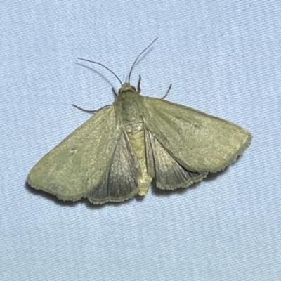 Heliocheilus (genus) (Heliothine moths) at Jerrabomberra, NSW - 14 Jan 2023 by Steve_Bok