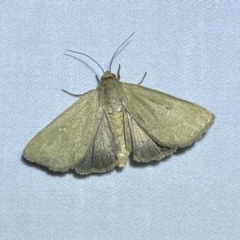 Heliocheilus (genus) (Heliothine moths) at Jerrabomberra, NSW - 14 Jan 2023 by Steve_Bok