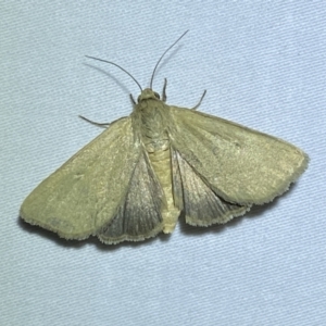 Heliocheilus (genus) at suppressed - 15 Jan 2023