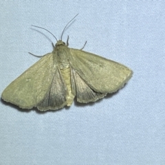 Heliocheilus (genus) at Jerrabomberra, NSW - 15 Jan 2023