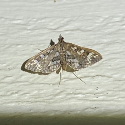Ischnurges illustralis (A Crambid moth) at Jerrabomberra, NSW - 15 Jan 2023 by SteveBorkowskis