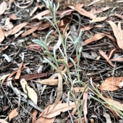 Pseudognaphalium luteoalbum (Jersey Cudweed) at Higgins Woodland - 17 Jan 2023 by Untidy