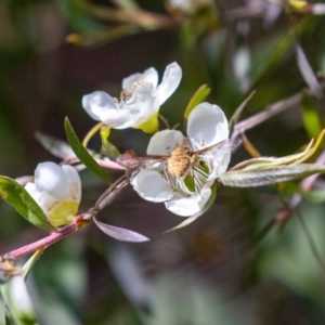 Staurostichus sp. (genus) at Acton, ACT - suppressed