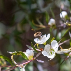 Staurostichus sp. (genus) at Acton, ACT - suppressed