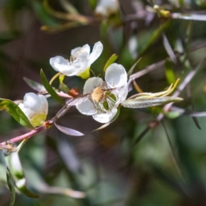 Staurostichus sp. (genus) at Acton, ACT - suppressed