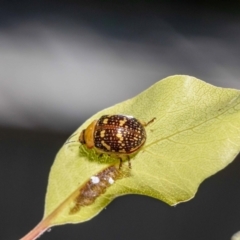 Paropsis pictipennis at Jerrabomberra, NSW - suppressed