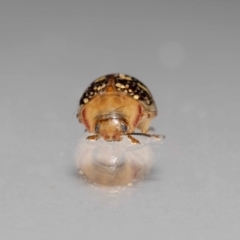 Paropsis pictipennis at suppressed - 12 Jan 2023