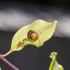 Paropsis pictipennis at Jerrabomberra, NSW - 12 Jan 2023