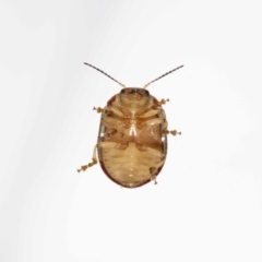 Paropsis pictipennis at suppressed - 12 Jan 2023