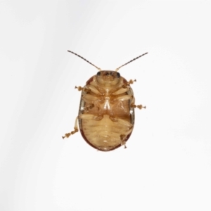 Paropsis pictipennis at suppressed - 12 Jan 2023