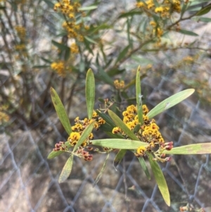 Daviesia mimosoides at Paddys River, ACT - 29 Oct 2022