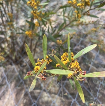 Daviesia mimosoides (Bitter Pea) at Cotter Reserve - 29 Oct 2022 by JimL