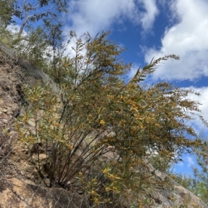 Daviesia mimosoides at Paddys River, ACT - 29 Oct 2022