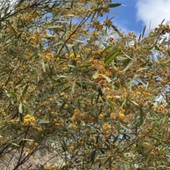 Daviesia mimosoides at Paddys River, ACT - 29 Oct 2022