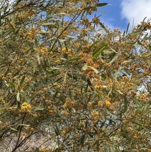 Daviesia mimosoides at Paddys River, ACT - 29 Oct 2022