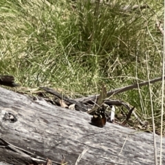 Vanessa itea (Yellow Admiral) at Brindabella National Park - 15 Oct 2022 by JimL