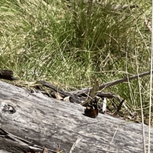 Vanessa itea at Uriarra, NSW - 15 Oct 2022 11:50 AM