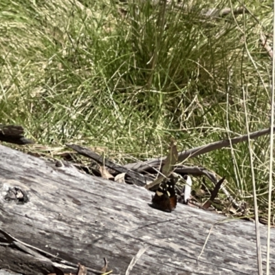 Vanessa itea (Yellow Admiral) at Brindabella National Park - 15 Oct 2022 by JimL