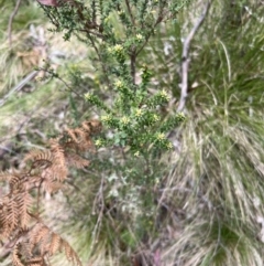 Epacris breviflora at Uriarra, NSW - 15 Oct 2022