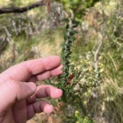 Epacris breviflora at Uriarra, NSW - 15 Oct 2022 11:22 AM