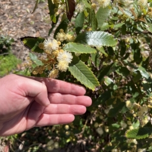 Callicoma serratifolia at Royal National Park, NSW - 2 Oct 2022