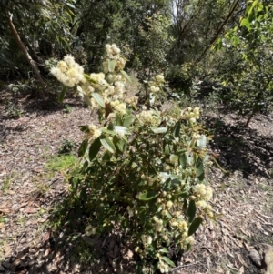 Callicoma serratifolia at Royal National Park, NSW - 2 Oct 2022