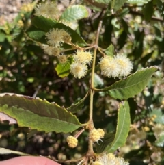 Callicoma serratifolia at Royal National Park, NSW - 2 Oct 2022 02:18 PM