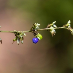 Dianella sp. aff. longifolia (Benambra) (Pale Flax Lily, Blue Flax Lily) at Acton, ACT - 12 Jan 2023 by MarkT