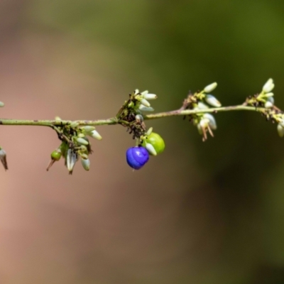 Dianella sp. aff. longifolia (Benambra) (Pale Flax Lily, Blue Flax Lily) at ANBG - 11 Jan 2023 by MarkT