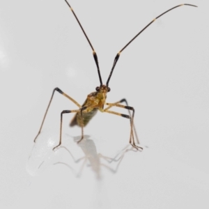 Rayieria acaciae at Jerrabomberra, NSW - 15 Jan 2023