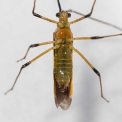 Rayieria acaciae at Jerrabomberra, NSW - 15 Jan 2023