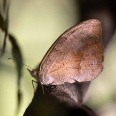 Heteronympha merope (Common Brown Butterfly) at Acton, ACT - 11 Jan 2023 by MarkT
