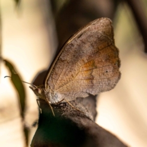 Heteronympha merope at Acton, ACT - 12 Jan 2023