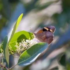 Heteronympha merope (Common Brown Butterfly) at Acton, ACT - 11 Jan 2023 by MarkT