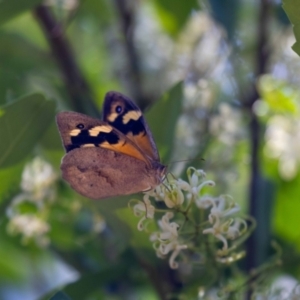 Heteronympha merope at suppressed - 12 Jan 2023