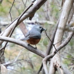 Monarcha melanopsis (Black-faced Monarch) at Fitzroy Falls - 11 Oct 2022 by JanHartog