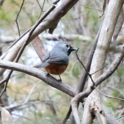 Monarcha melanopsis (Black-faced Monarch) at Fitzroy Falls, NSW - 11 Oct 2022 by JanHartog