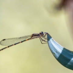 Austrolestes leda (Wandering Ringtail) at Acton, ACT - 11 Jan 2023 by MarkT