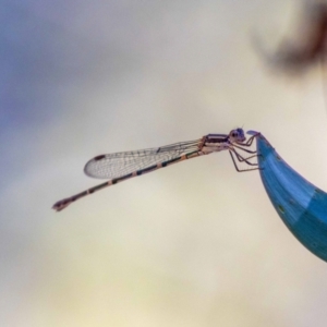 Austrolestes leda at Acton, ACT - 12 Jan 2023