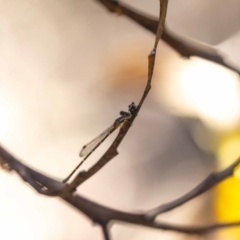 Austrolestes leda at Acton, ACT - 12 Jan 2023