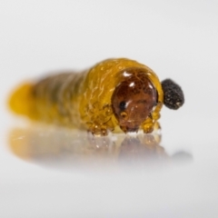 Unverified Insect by MarkT