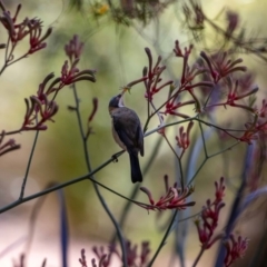 Acanthorhynchus tenuirostris (Eastern Spinebill) at ANBG - 11 Jan 2023 by MarkT