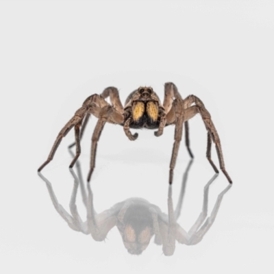 Lycosidae (family) (Wolf spider) at Jerrabomberra, NSW - 15 Jan 2023 by MarkT