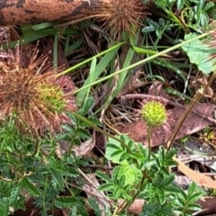 Acaena novae-zelandiae (Bidgee Widgee) at Hackett, ACT - 16 Jan 2023 by abread111